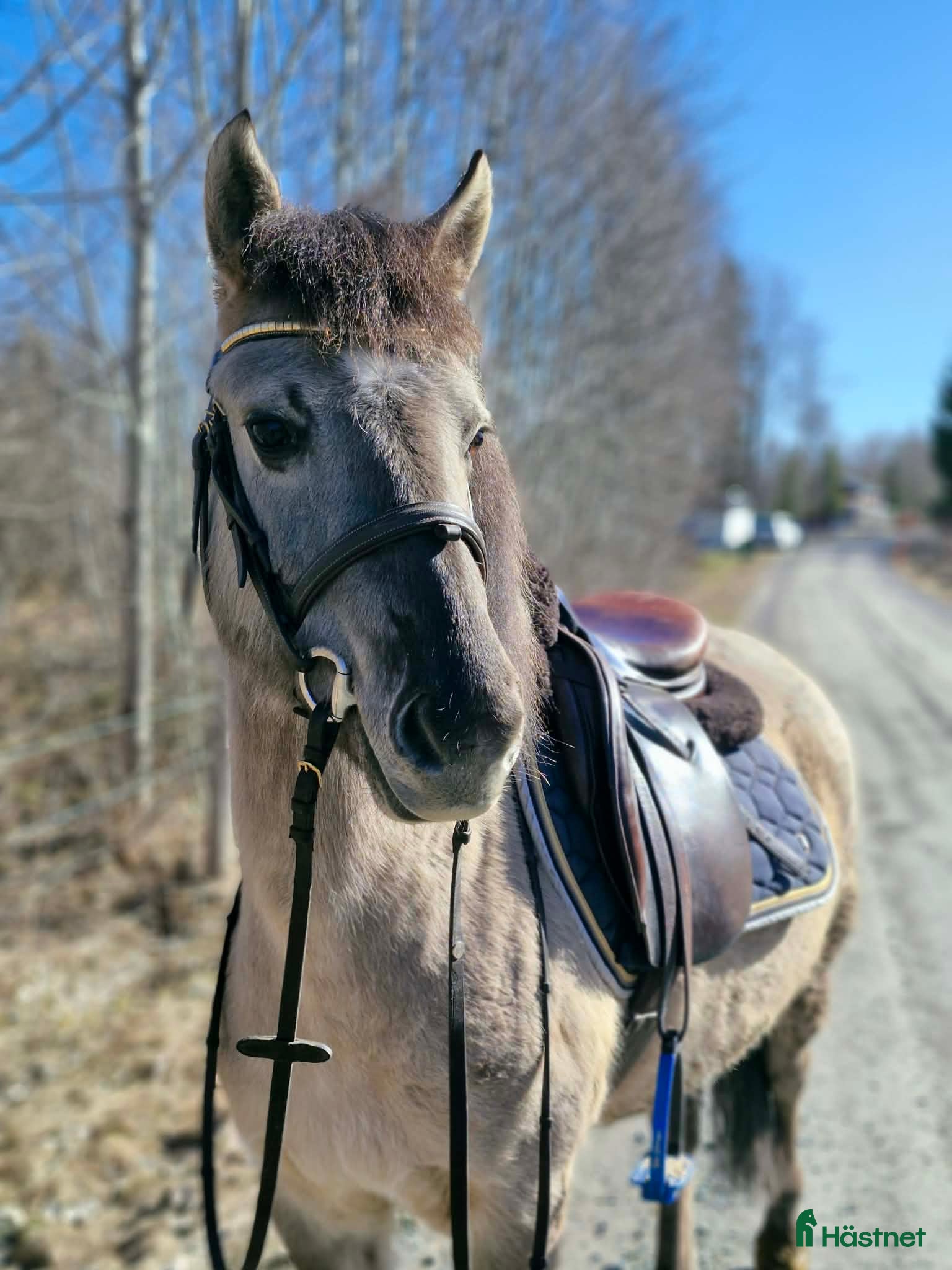  hästar Gullig ponny passande ridskola  - Annons 9