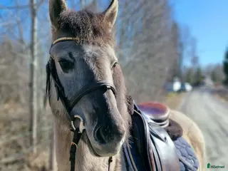 hästar Gullig ponny passande ridskola - Annons 9