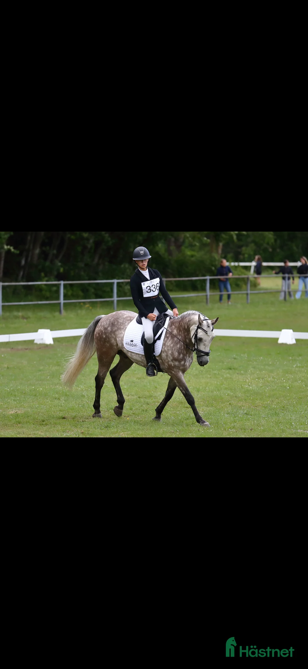 Allround hästar till salu: Drömponny inom valfri gren - Annons 3