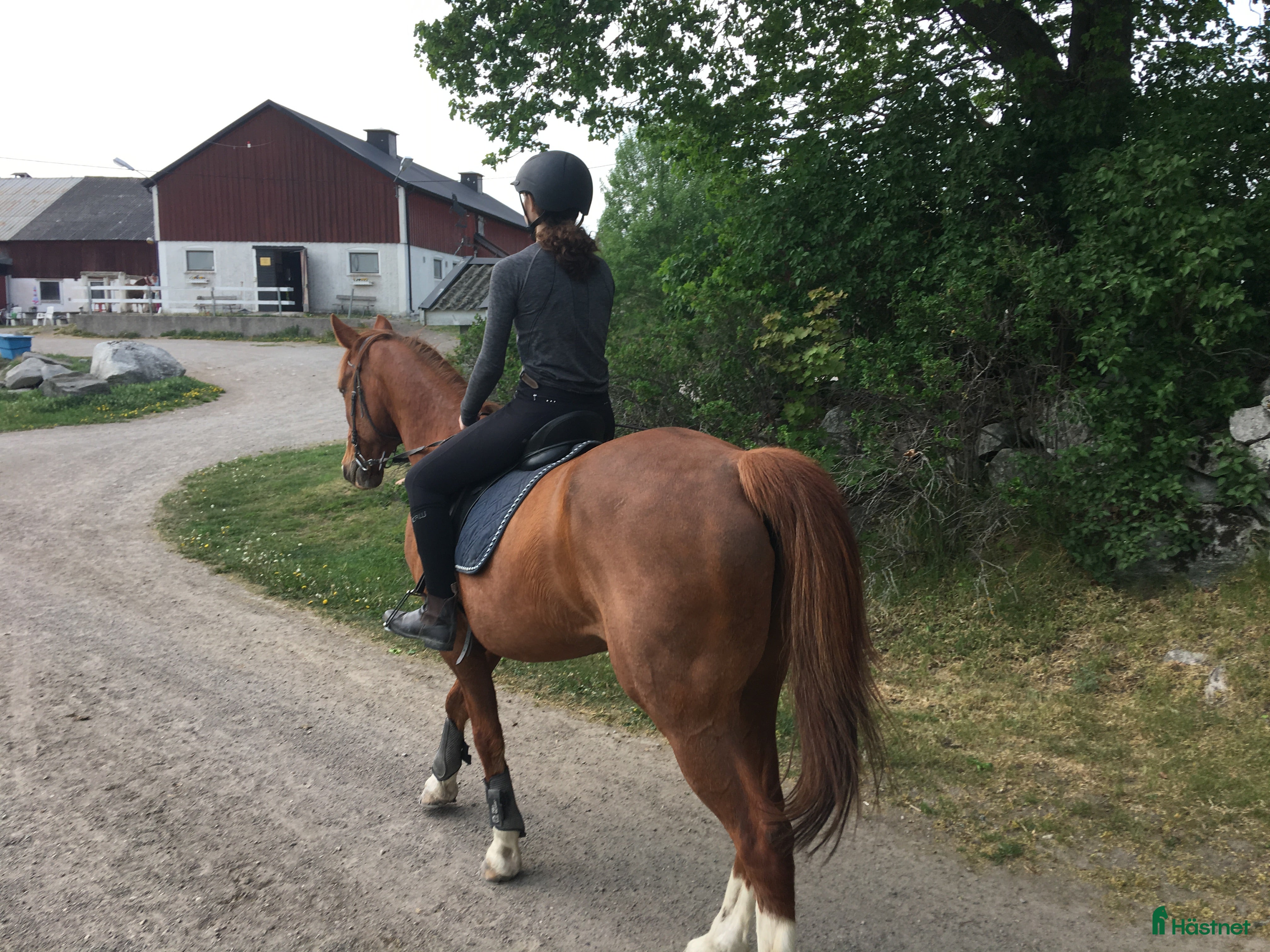  medryttarhäst finnes: Söker Medryttarhäst - Annons 23