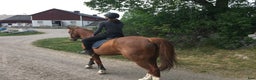 medryttarhäst finnes: Söker Medryttarhäst i Enskededalen - Annons 1