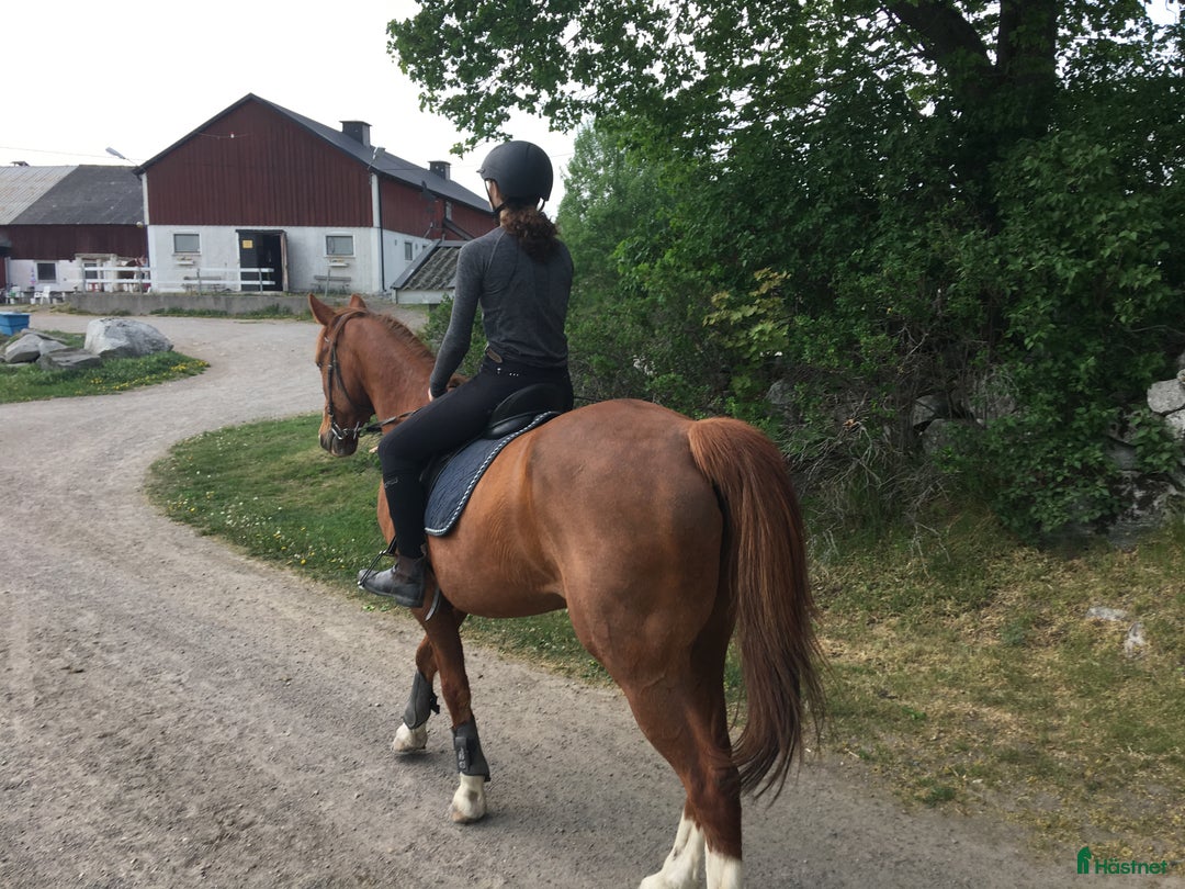  medryttarhäst finnes: Söker Medryttarhäst i Enskededalen - Annons 1