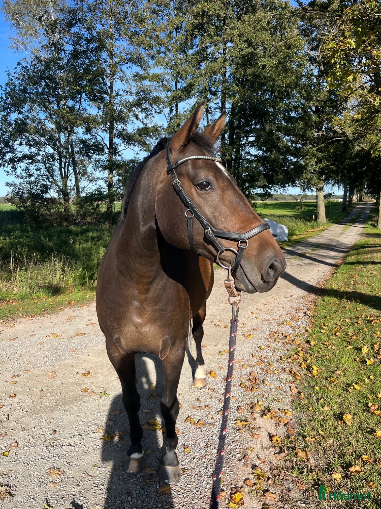  hästar Arbetsglad liten storhäst med humor - Annons 16