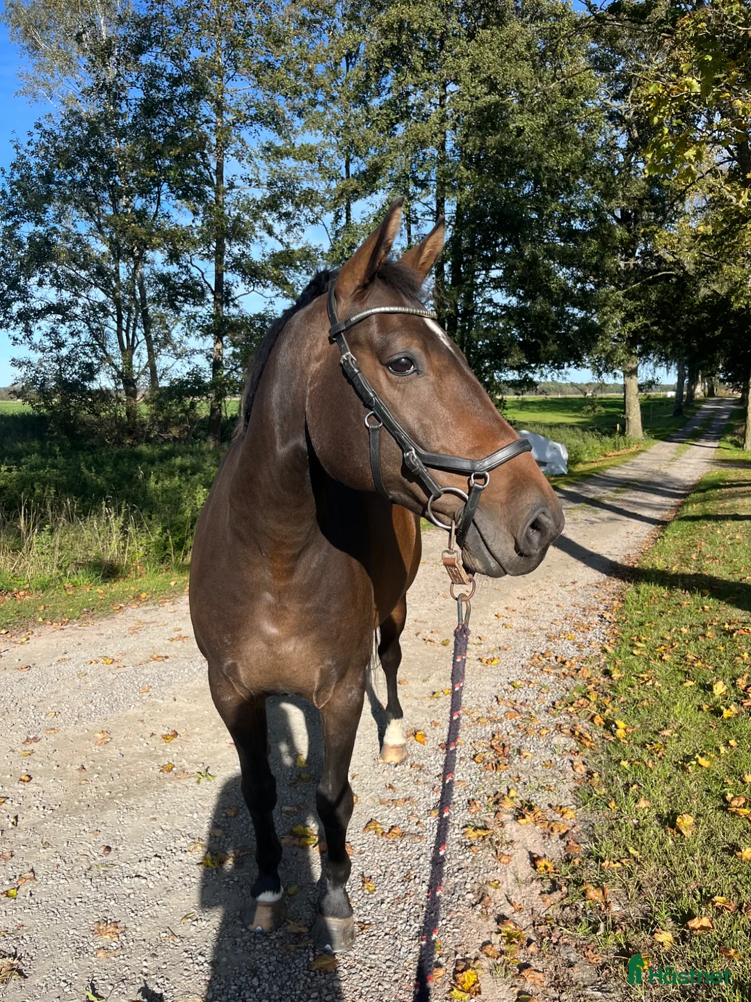 Hoppning hästar till salu: Arbetsglad liten storhäst med humor - Annons 1