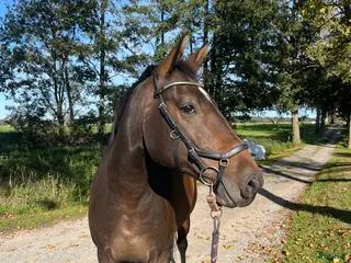 hästar Arbetsglad liten storhäst med humor - Annons 16