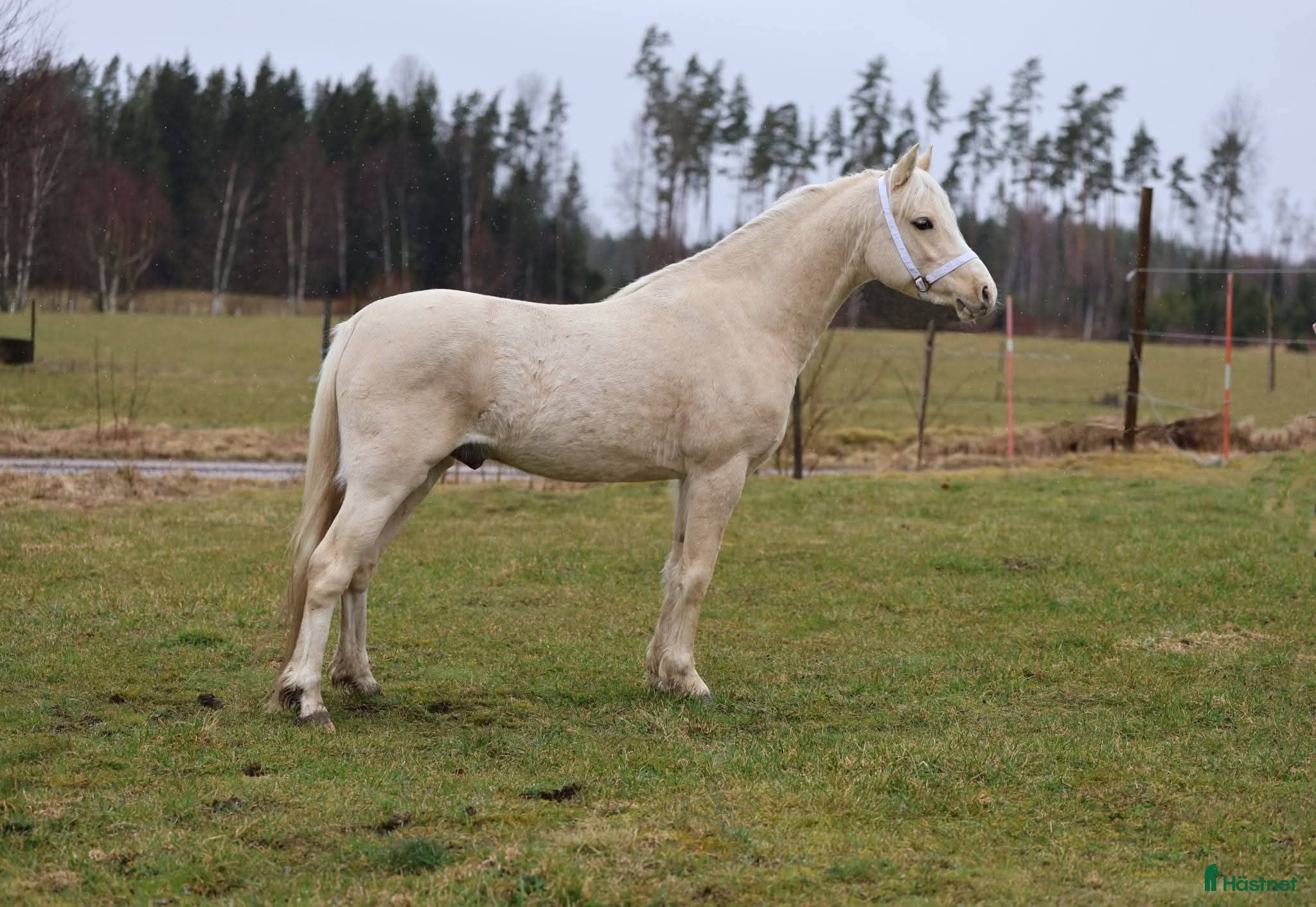  hästar Lovande Ridponny med framtiden för sig! - Annons 2