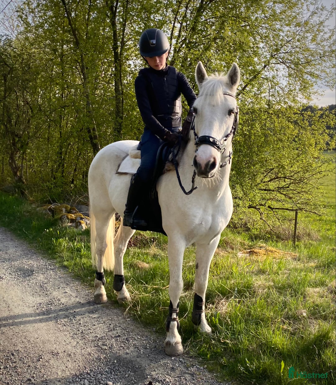 Allround hästar till salu: Trygg allroundponny och läromästare  i Kungsbacka - Annons 1