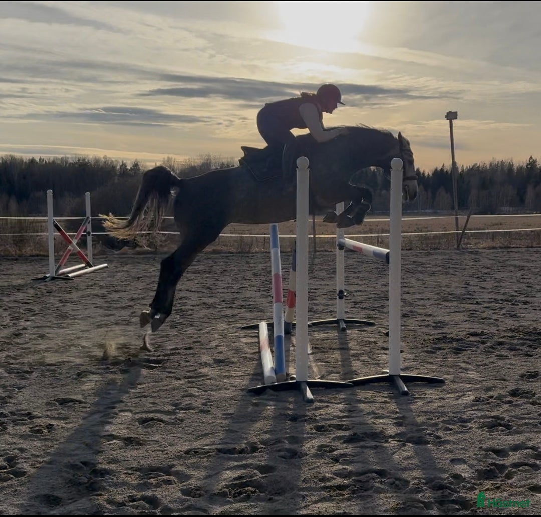 Allround hästar till salu: Hoppstammat sto med bra gångarter! - Annons 2