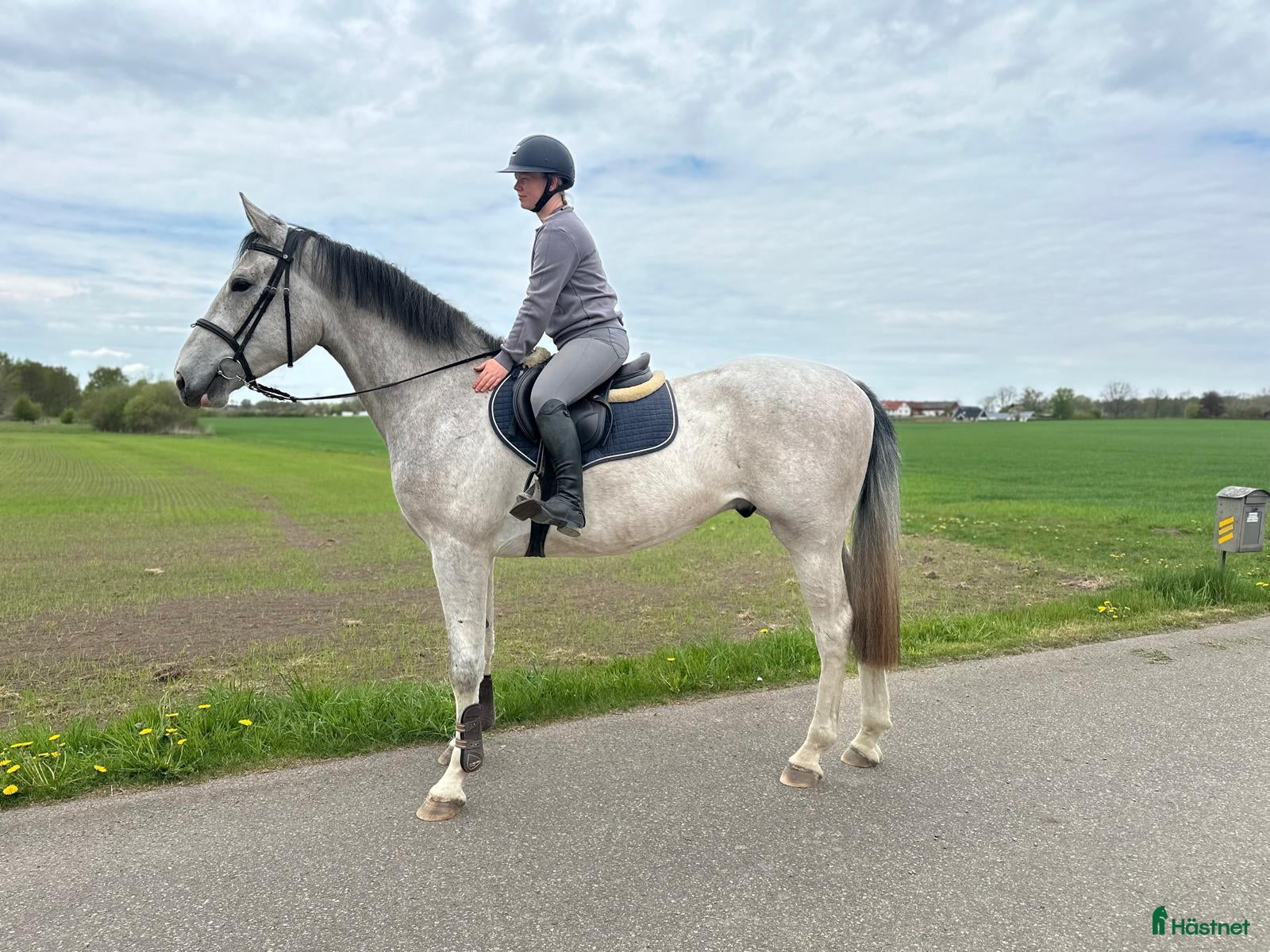  hästar 3 årig SWB  - Annons 2