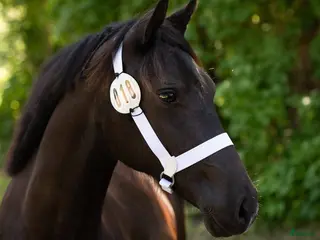 Allround hästar till salu: Fantastiskt welsh Cob Sto! - Annons 1
