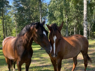 stallplats Stallplats - Annons 19