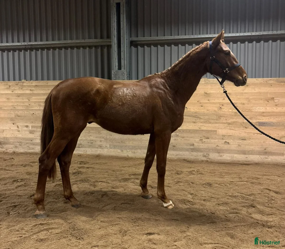 Dressyr hästar till salu: Underbar 3 års hingst - Annons 3