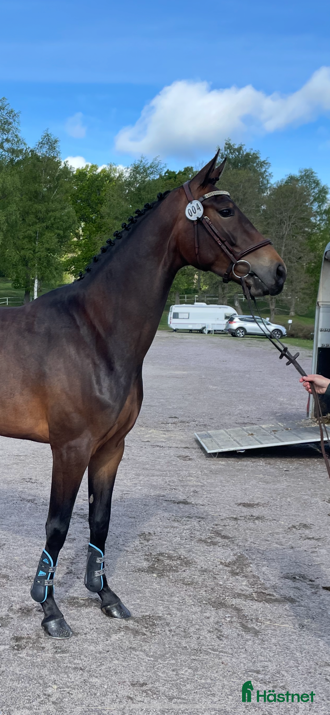 Allround hästar till salu: Trevligt allround sto för framtiden 🐴 i Skövde - Annons 6