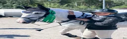 Hoppning hästar till salu: 🌟Häftig ponny🌟 - Annons 4