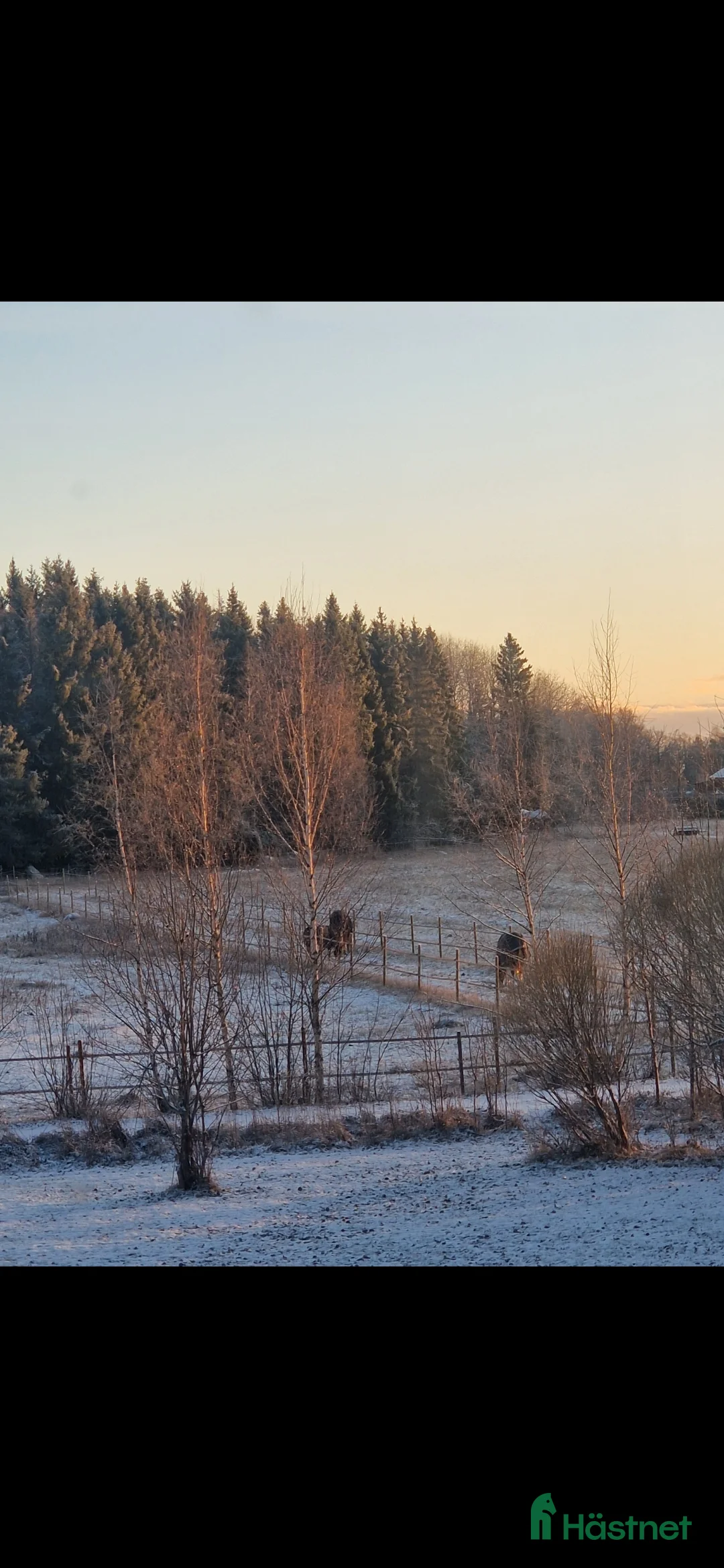  stallplats finnes: Boxplats med ridhus och stora hagar❄️ i Uppsala - Annons 6