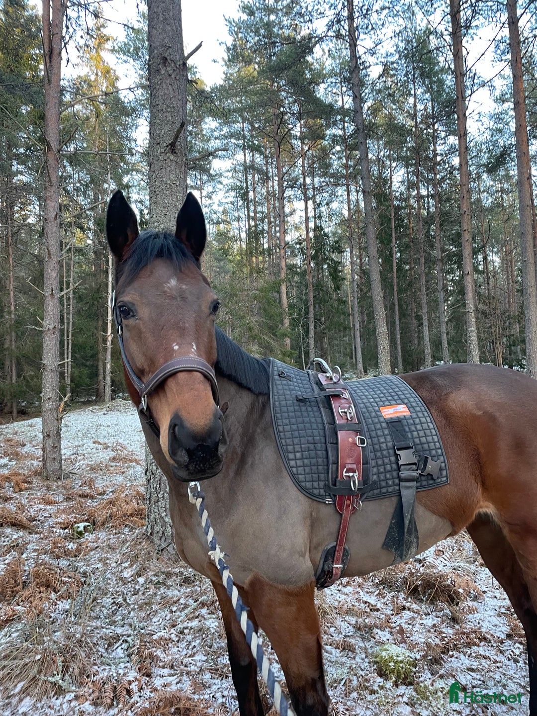  hästservice finnes: Hästhotell  i Nyköping - Annons 3