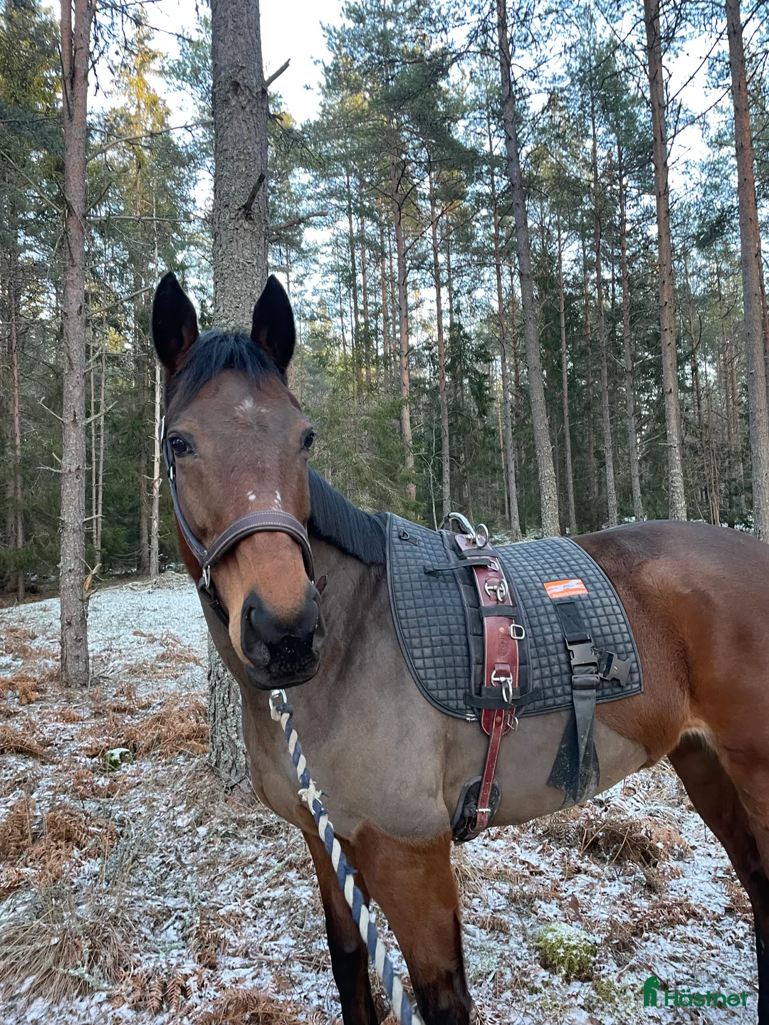  hästservice finnes: Hästhotell  i Nyköping - Annons 3