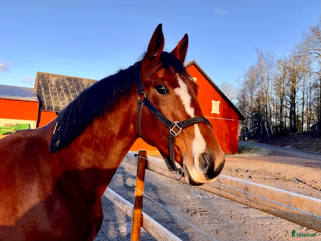 Hoppning hästar till salu: Asterix-Cabachon-Cardento för Sporten  i Götene - Annons 3
