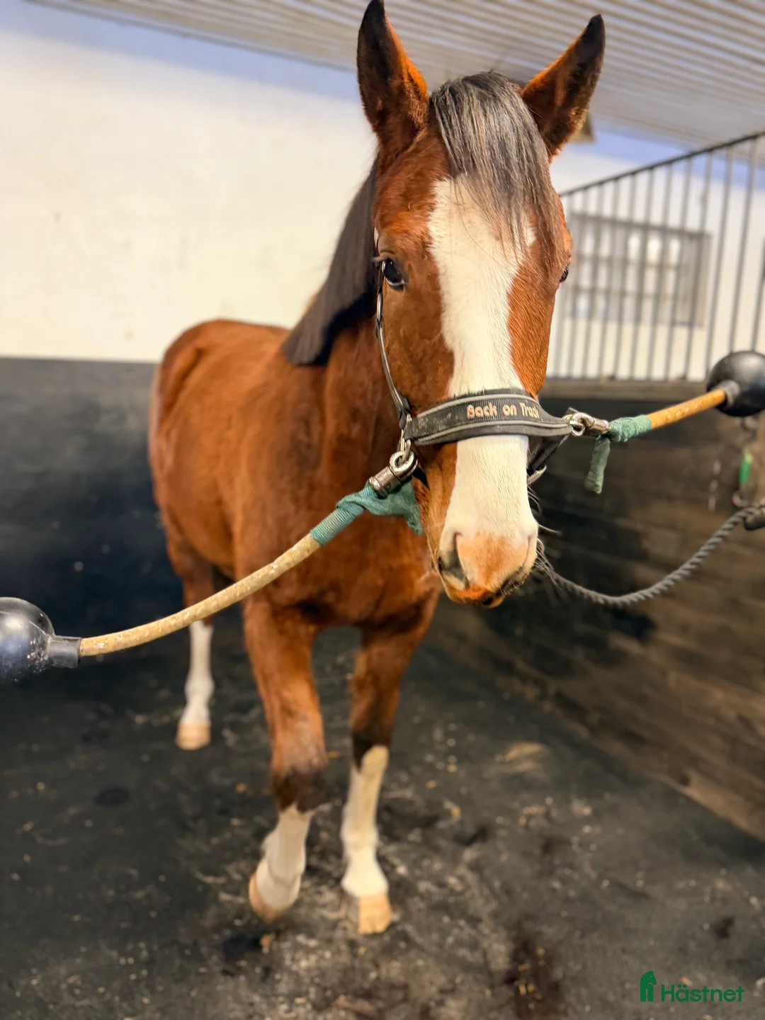 Allround hästar till salu: 🌟 Mycket lovande sto -24 tillsalu 🌟 - Annons 2