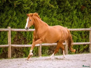 hästar SWB-sto dräktig med Kjento i Lund - Annons 4