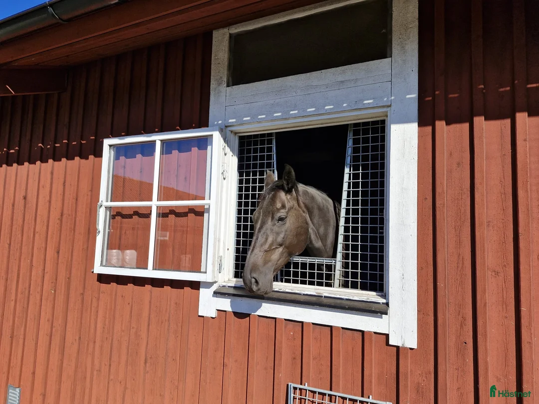  stallplats finnes: Österhaninge stallplats  - Annons 1