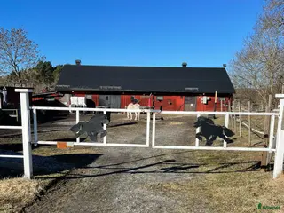stallplats Lediga boxar i Hagbystallet, Täby - Annons 13