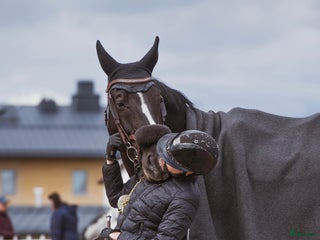 hästar Söker hopphäst på foder/leasing i Flyinge - Annons 11