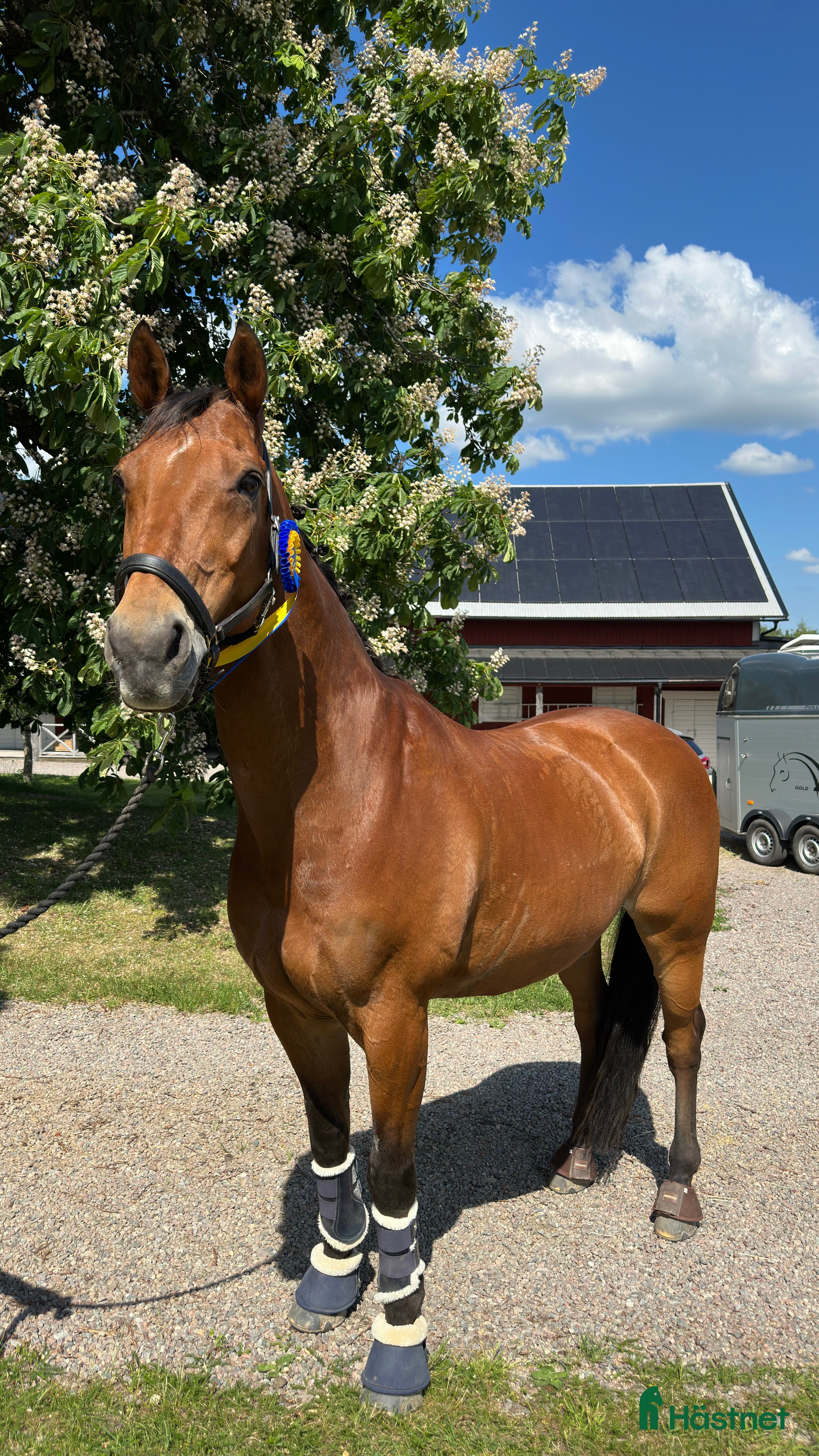  hästar Fantastisk läromästare  i Vikingstad - Annons 15