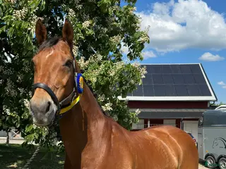 hästar Fantastisk läromästare i Vikingstad - Annons 15