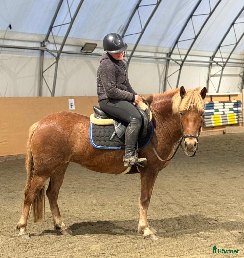  hästar Perfekt ponny till allround eller verksamhet  i Hjärtum - Annons 11