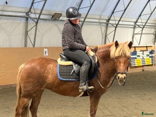 hästar Perfekt ponny till allround eller verksamhet i Hjärtum - Annons 4