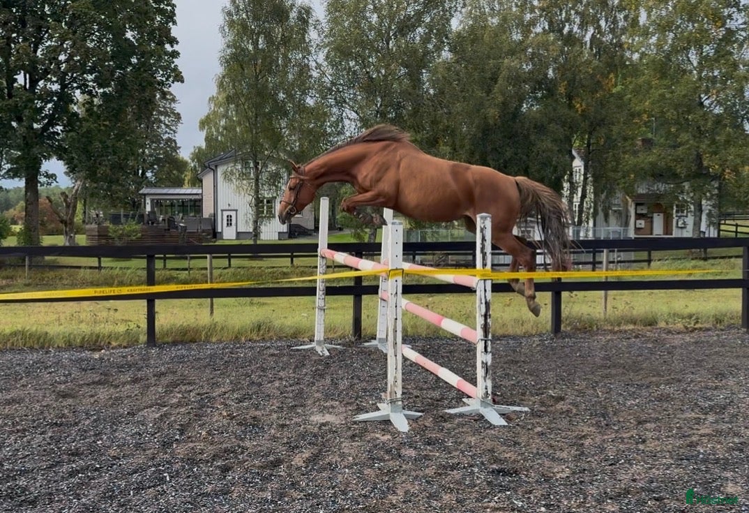  hästar Välstammat hoppsto med toppmöderne - Annons 2