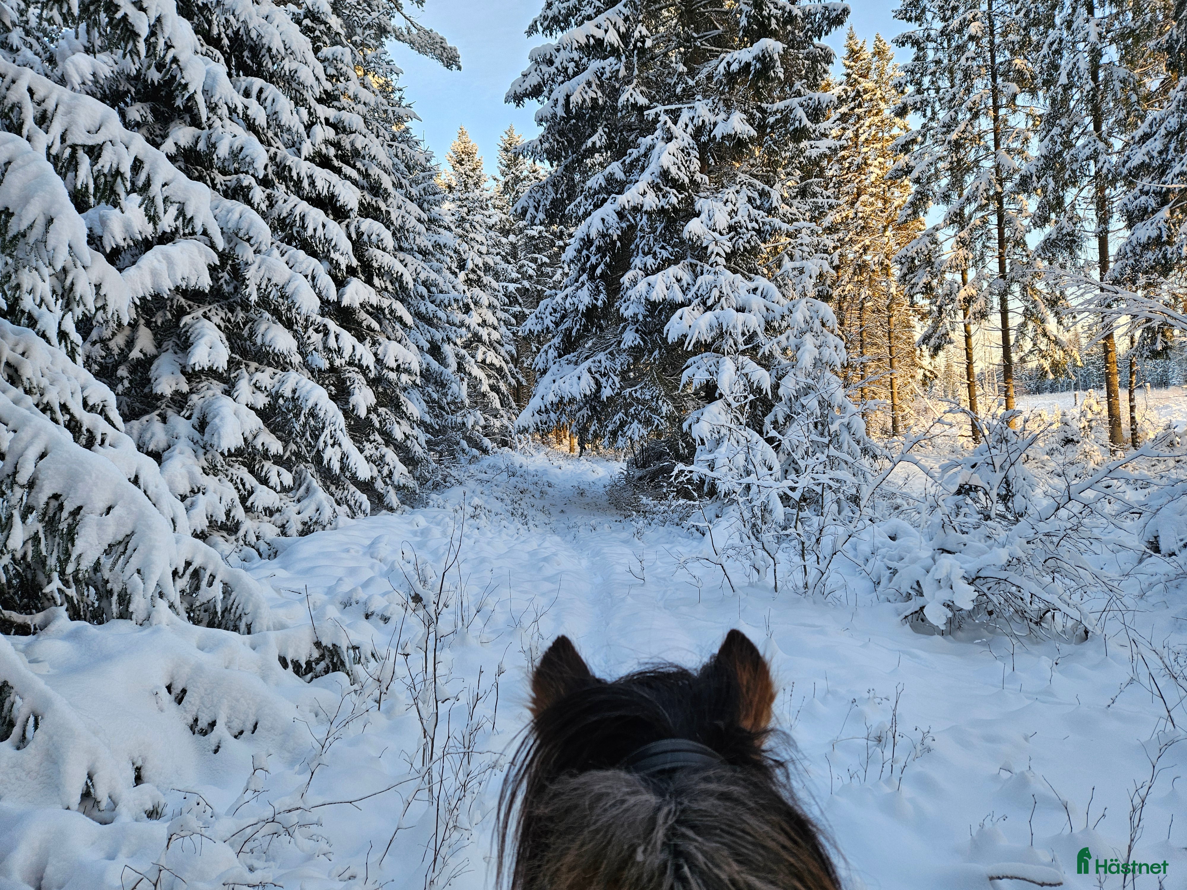  hästar Trygg och mysig häst sökes! i Lerdala - Annons 12