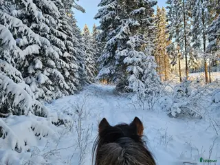 hästar Trygg och mysig häst sökes! i Lerdala - Annons 12