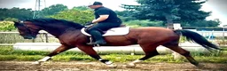 Allround hästar till salu: Quality Bay Recreational Gelding – Rubik - Annons 5