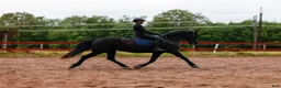 Allround hästar till salu: Svart pärla söker nytt hem 🖤 i Borlänge - Annons 2
