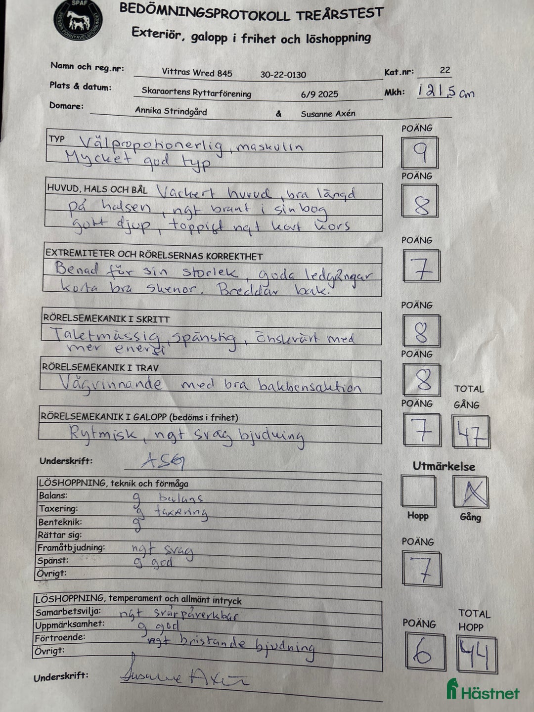 Allround hästar till salu: Energisk och positiv russhingst i Vårgårda - Annons 7