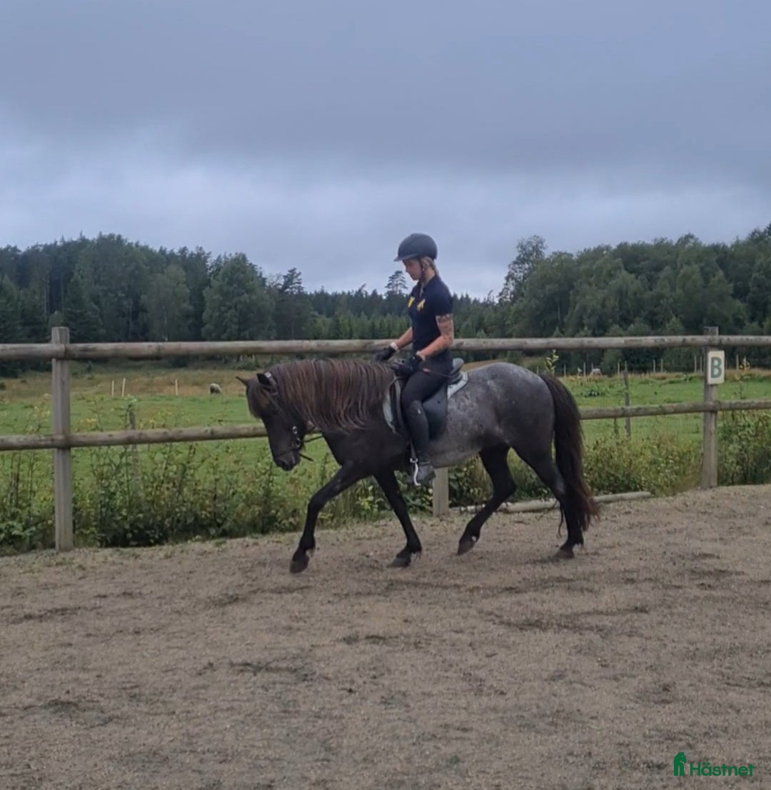 Island hästar till salu: Nytt hem sökes till snäll och go islandshäst i Bollebygd - Annons 4