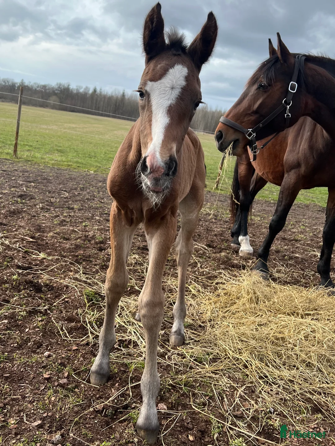 Dressyr hästar till salu: Premie & högst bedömda gångartsföl på Gotland 2025 i Visby - Annons 3