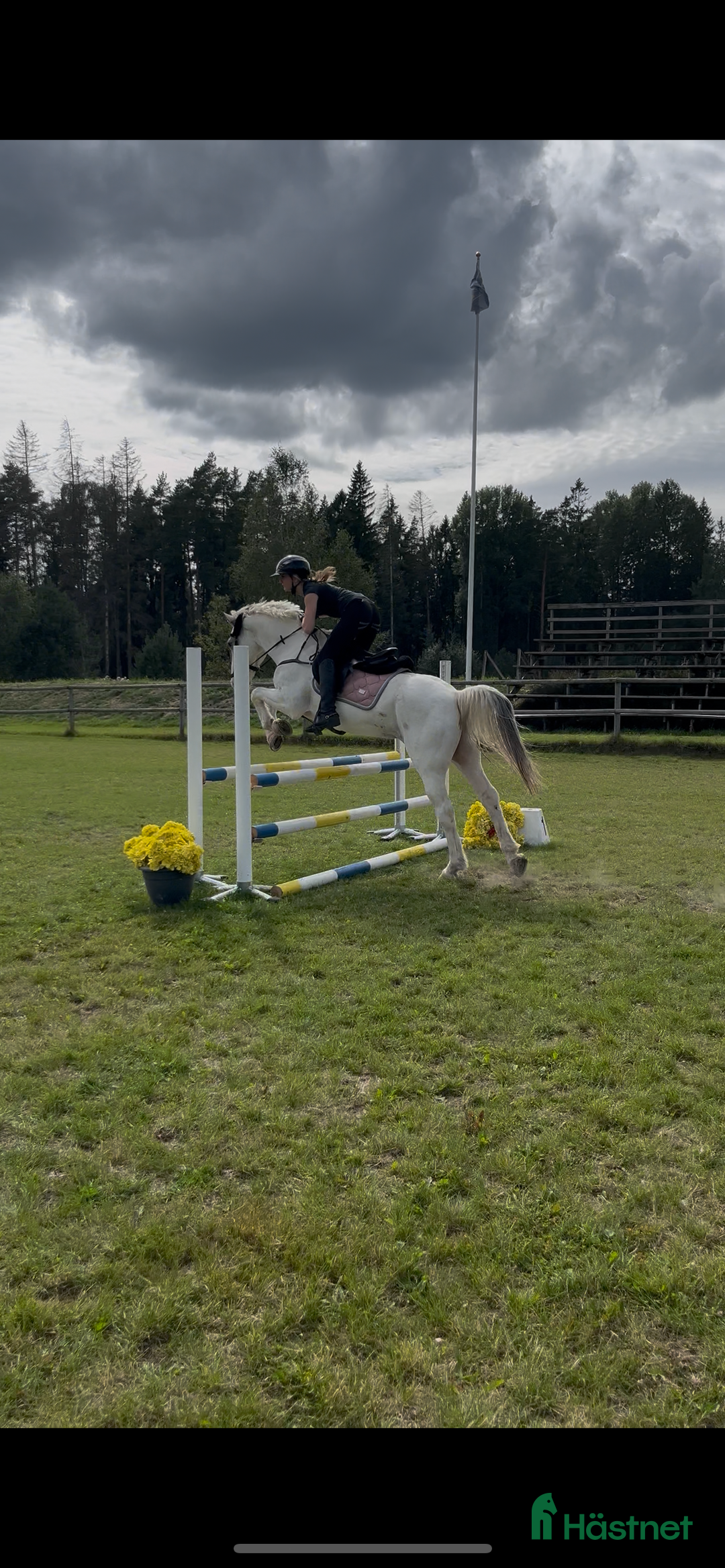Dressyr hästar sökes: Söker medryttare till min fina D-ponny! i Upplands Väsby - Annons 3