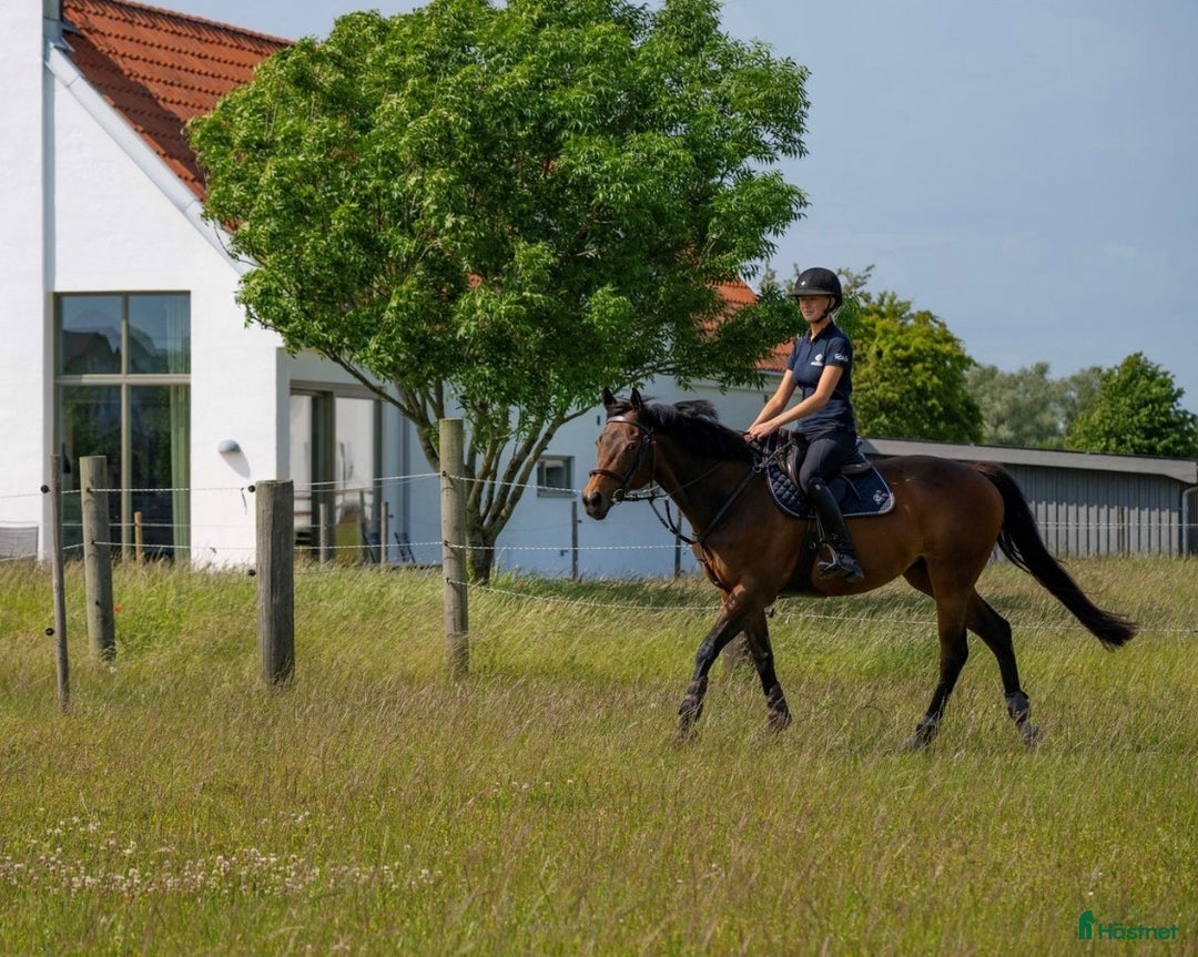 Allround hästar till salu: Positiv allroundhäst i Höllviken - Annons 3