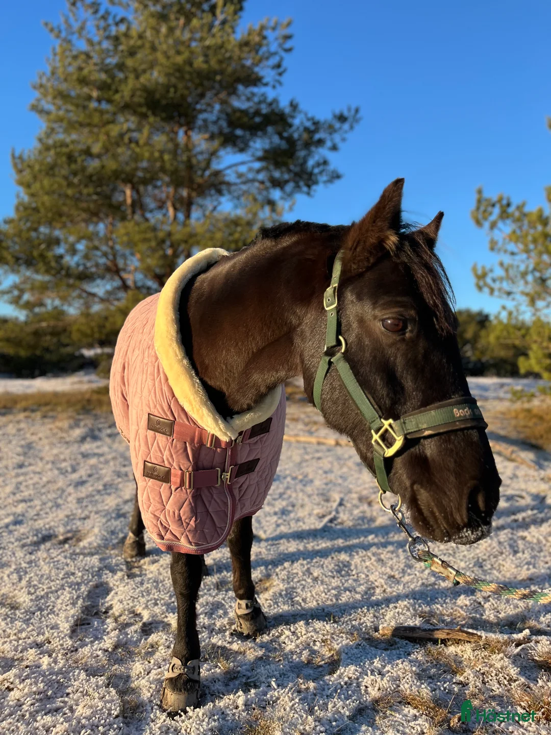  medryttarhäst finnes: Snäll och trevlig valack söker medryttare  i Vallentuna - Annons 1