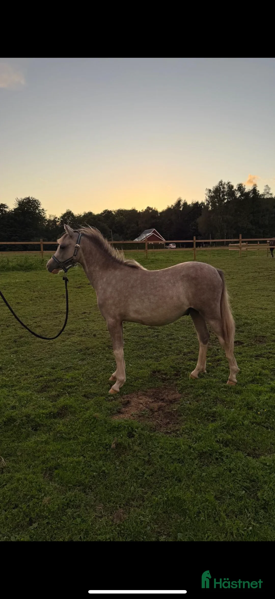 Hoppning hästar till salu: Trevlig b-ponnyvalack med prestationsstam i Hjärnarp - Annons 3