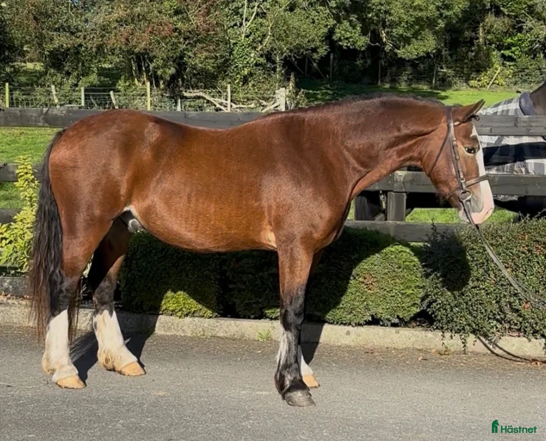 Allround hästar till salu: Stunning Welsh cob - Annons 2