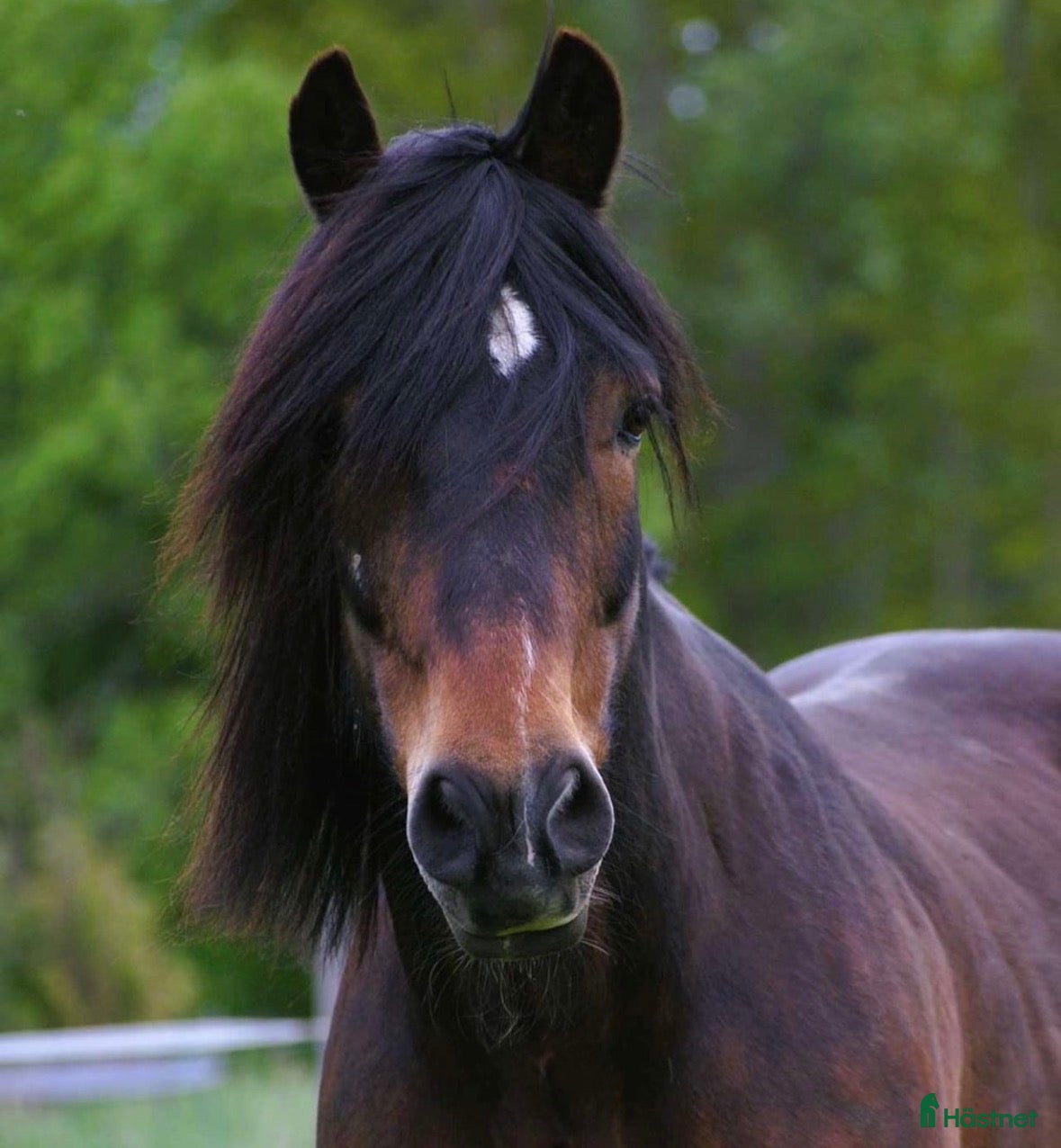  hästar Lottmar söker nytt hem❤️ - Annons 5