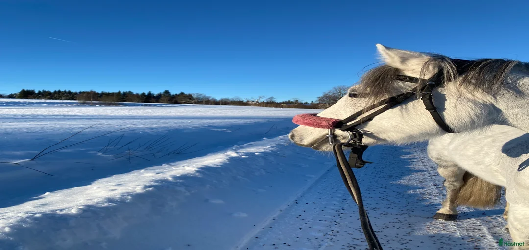 Galleribild {{count}}