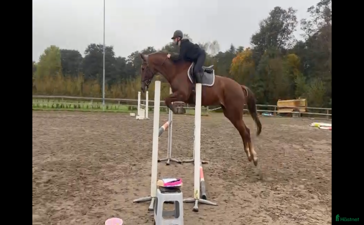  hästar Intressekoll  i Karlstad - Annons 5