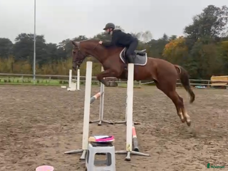 Hoppning hästar till salu: Intressekoll/till salu i Karlstad - Annons 1