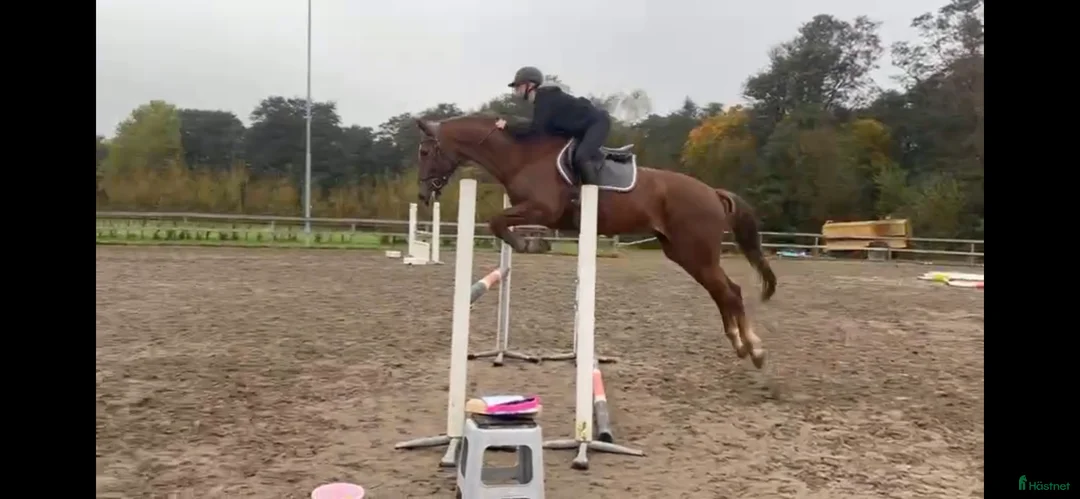 Hoppning hästar till salu: Intressekoll/till salu i Karlstad - Annons 1