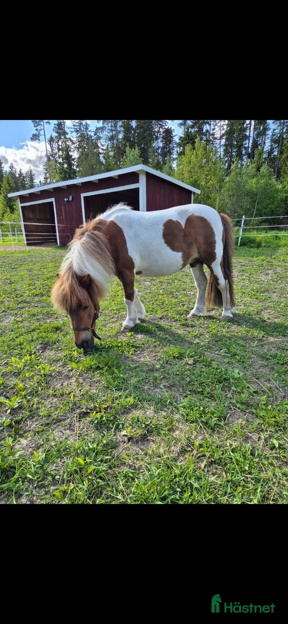  hästar Ponnysto söker nytt hem - Annons 1